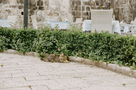Cats are sitting on a chair outside. A city where there are many street cats. Animals are restingの写真素材