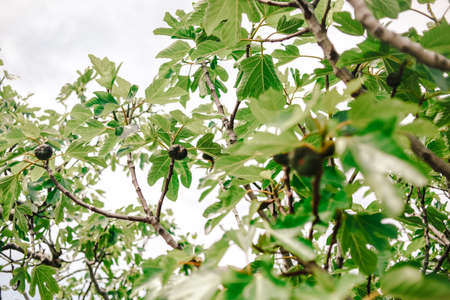 The tree is ripe, the fruits of figs are on the forks.の写真素材