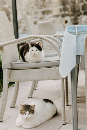 Cats sit outside on a chair in a restaurant. A city where there are many street cats. Animals are resting.の写真素材