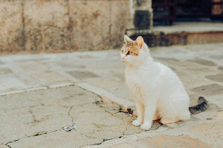 Cats are sitting on a chair outside. A city where there are many street cats. Animals are restingの写真素材
