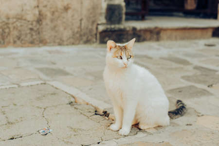 Cats are sitting on a chair outside. A city where there are many street cats. Animals are resting. strabismus in a catの写真素材