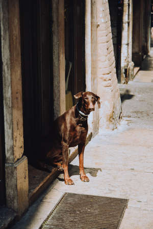 A brown dog sits outside and waits for the owner near the house in the sun. Dogs in the sunの写真素材