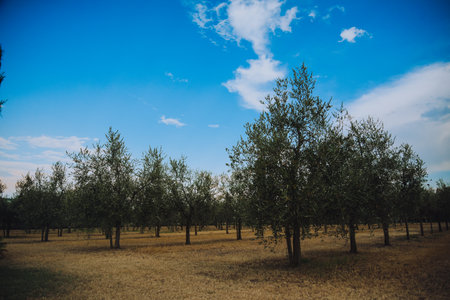 Olive field during sunset, olive trees on the field. Olive oil farm. Nature and recreationの写真素材