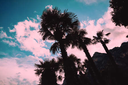 Island and palm trees against the backdrop of sunset, summer and evening beauty rest. Nature and lakeの写真素材