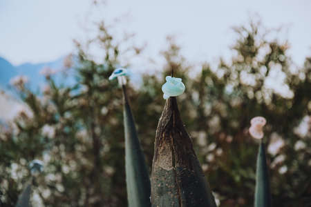 Pacifiers for children are pinned on a cactus. The topic of child abuse abortionの写真素材