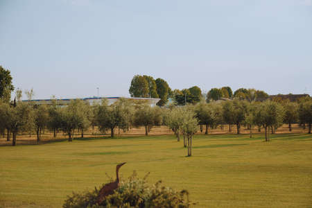 Olive field during sunset, olive trees on the field. Olive oil farm. Nature and recreationの写真素材