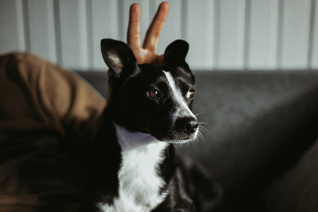 A dog without a breed, A mongrel in the arms of the owner of the house. The dog sits on the owner's lap and relaxesの写真素材