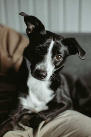 A dog without a breed, A mongrel in the arms of the owner of the house. The dog sits on the owner's lap and relaxesの写真素材