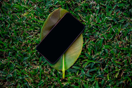 A phone on a leaf of a summer tree, a place for your website and advertising. Summer mocup near...