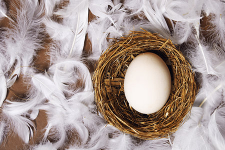 A woman's hand puts a large white egg in the nest. Fresh eco products, egg in nest on brown background, chicken feathers flying. Chicken egg, food, nature.の写真素材
