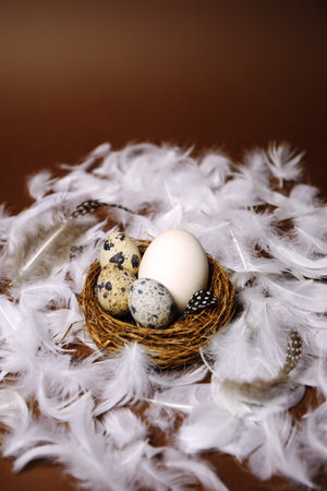 Fresh eco products, egg in nest on brown background, chicken feathers flying. Chicken egg, healthy food, nature. Quail eggs in the nest, quail feathers.の写真素材