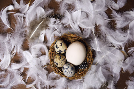 Fresh eco products, egg in nest on brown background, chicken feathers flying. Chicken egg, healthy food, nature. Quail eggs in the nest, quail feathers.の写真素材