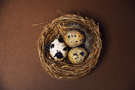 A woman's hand transfers quail eggs from a small nest into a plastic package. Homemade eggs, accessories and food. Eco quail eggs on brown color, farm and quality products.の写真素材