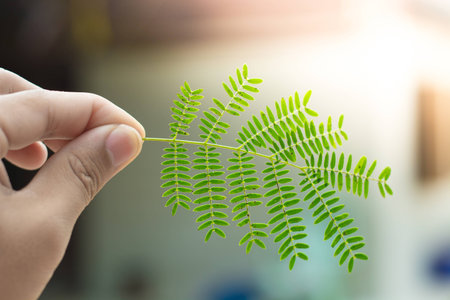 Green leaf in hand