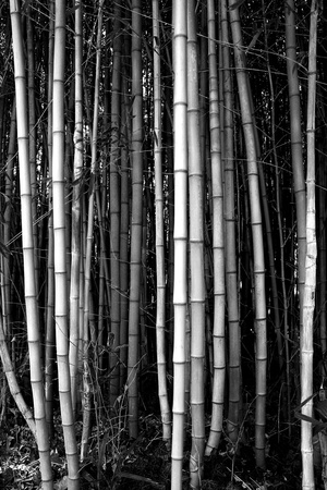View of an ancient reed in black   whiteの写真素材