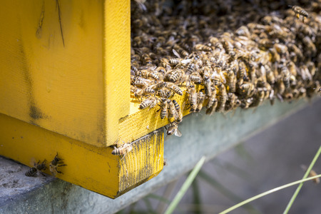 View of the working bees on honeycells