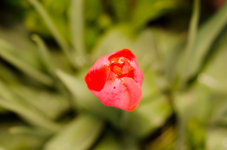 Red tulipの写真素材