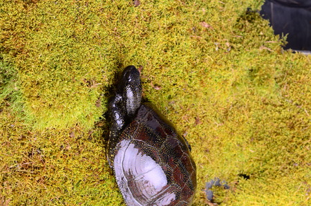 European bog turtle - Emys orbicularis environmental claw