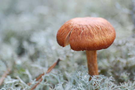 white mushroom with a cap nibbling grass in spruce needles blue tint ingredientの写真素材