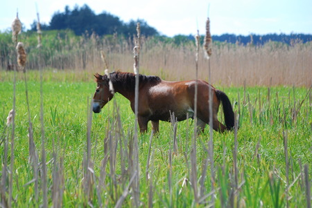Two horses running in summer pasture countrysideの写真素材
