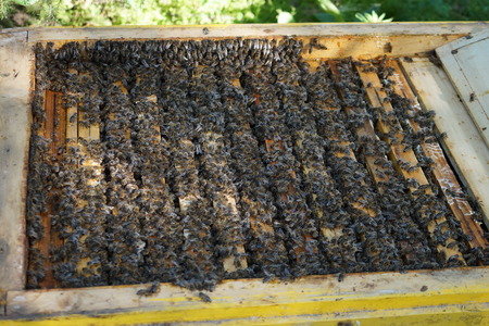 yellow beautiful honeycomb with honey and bee, background