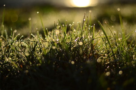 Water drops on the green grass Shallow Dof .の写真素材
