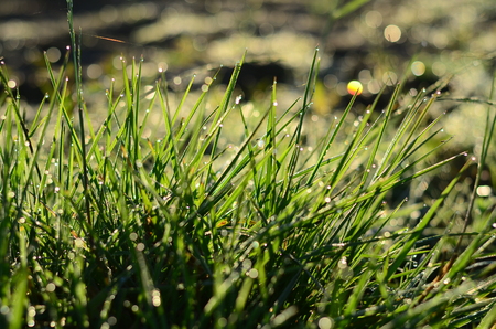 Water drops on the green grass Shallow Dof .の写真素材