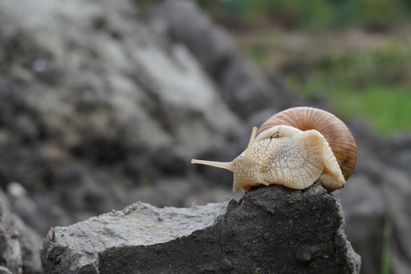 Edible snail Helix pomatia Burgundy snail Escargotの写真素材