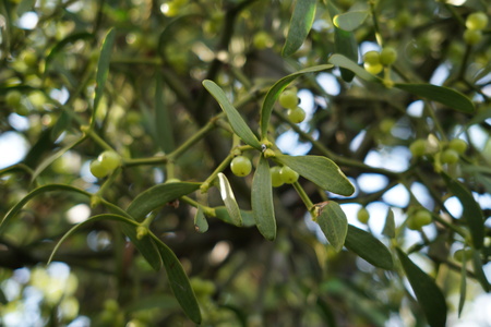 Mistletoe cuttingの写真素材