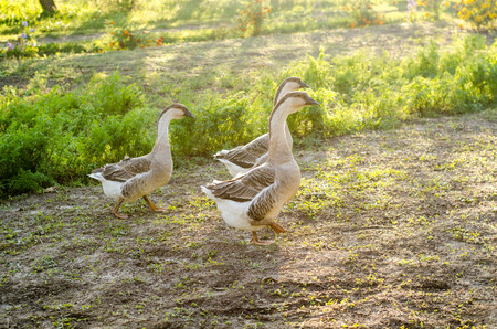 Two goose stroll along the green lawn on a summer sunny day near the pond. Birds just swam in the river and with an important view go home stuffed with stomach food. Female and male farmer's bird.の写真素材