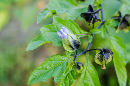 beautiful garden flowersの写真素材