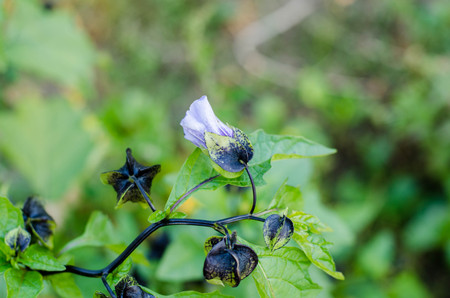 beautiful garden flowersの写真素材
