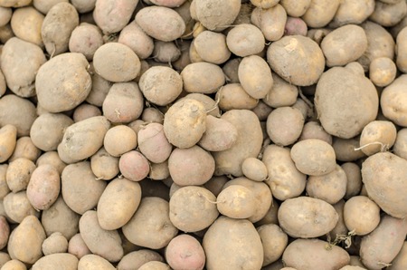 Potatoes on market. Vegetables background.の写真素材