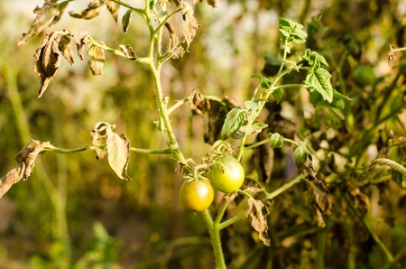 green tomatoes on tomato tree.の写真素材