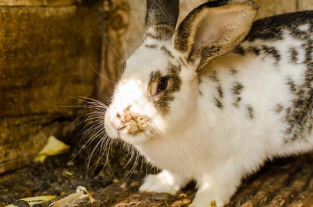 Feeding rabbits on animal farm in rabbit-hutch