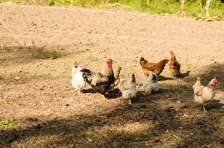 brown chicken eating from a troughの写真素材