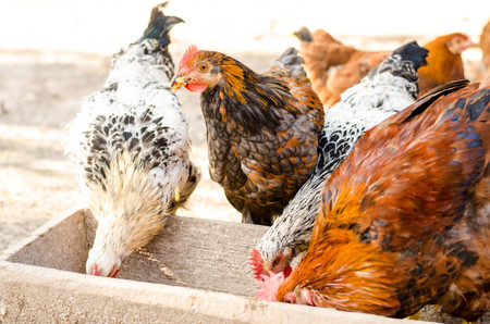 brown chicken eating from a troughの写真素材