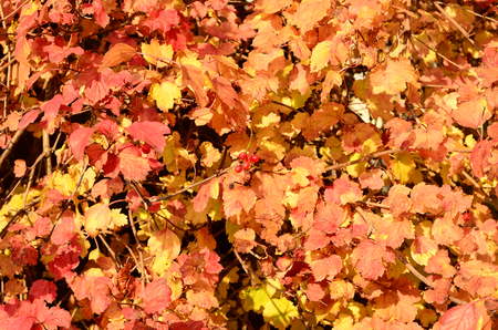 Autumn natural flat background with colorful red maple leaves on a green grass.
