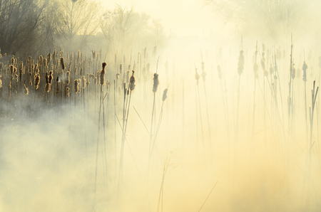 coastal zone of marsh creek, strong smoke from fire of liana overgrowth. Spring fires of dry reeds dangerously approach houses of village by river Cleaning fields of reeds, dry grass. Natural disaster.の写真素材