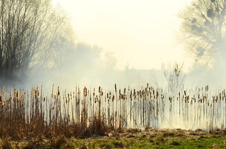 coastal zone of marsh creek, strong smoke from fire of liana overgrowth. Spring fires of dry reeds dangerously approach houses of village by river Cleaning fields of reeds, dry grass. Natural disaster.の写真素材