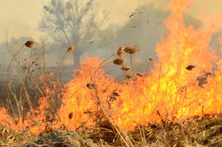 coastal zone of marsh creek, strong smoke from fire of liana overgrowth. Spring fires of dry reeds...