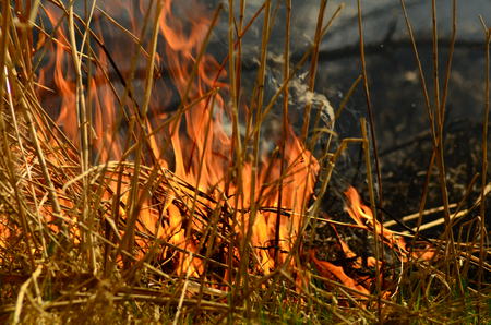 coastal zone of marsh creek, strong smoke from fire of liana overgrowth. Spring fires of dry reeds...