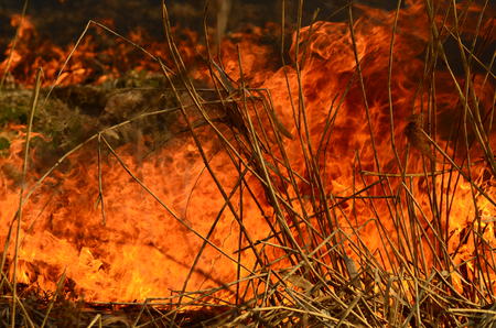 coastal zone of marsh creek, strong smoke from fire of liana overgrowth. Spring fires of dry reeds dangerously approach houses of village by river Cleaning fields of reeds, dry grass. Natural disaster.の写真素材