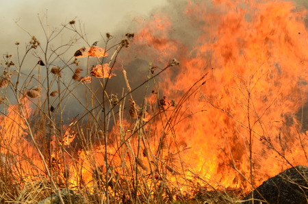 coastal zone of marsh creek, strong smoke from fire of liana overgrowth. Spring fires of dry reeds...