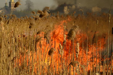 coastal zone of marsh creek, strong smoke from fire of liana overgrowth. Spring fires of dry reeds dangerously approach houses of village by river Cleaning fields of reeds, dry grass. Natural disaster.の写真素材