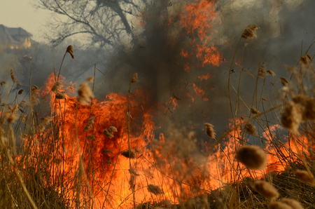 coastal zone of marsh creek, strong smoke from fire of liana overgrowth. Spring fires of dry reeds...