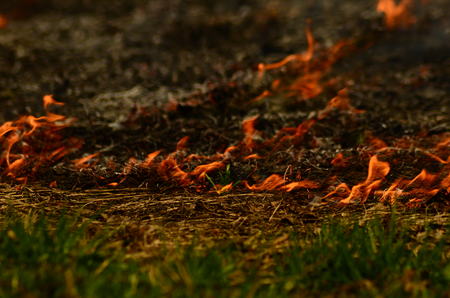 coastal zone of marsh creek, strong smoke from fire of liana overgrowth. Spring fires of dry reeds dangerously approach houses of village by river Cleaning fields of reeds, dry grass. Natural disaster.の写真素材