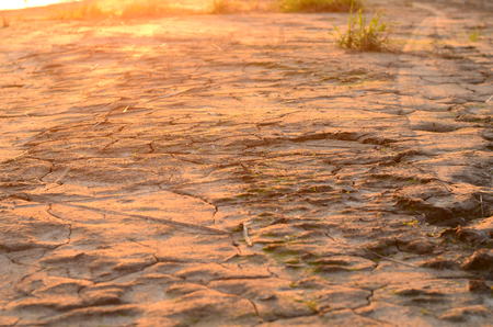 Close up foot prints of bird on the mud. wild life animal conceptの写真素材