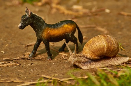 snail in the garden on the grass toy horseの写真素材