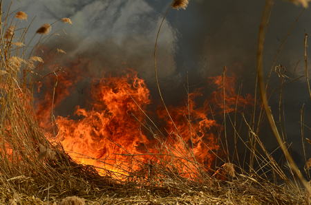 fire burn grass.の写真素材